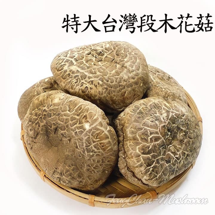 《南投仁愛鄉》特大朵台灣椴木花菇