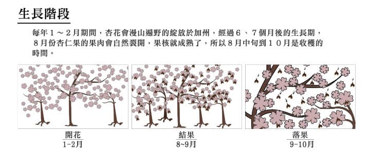 林銀杏~經典杏仁粉300g 禮盒