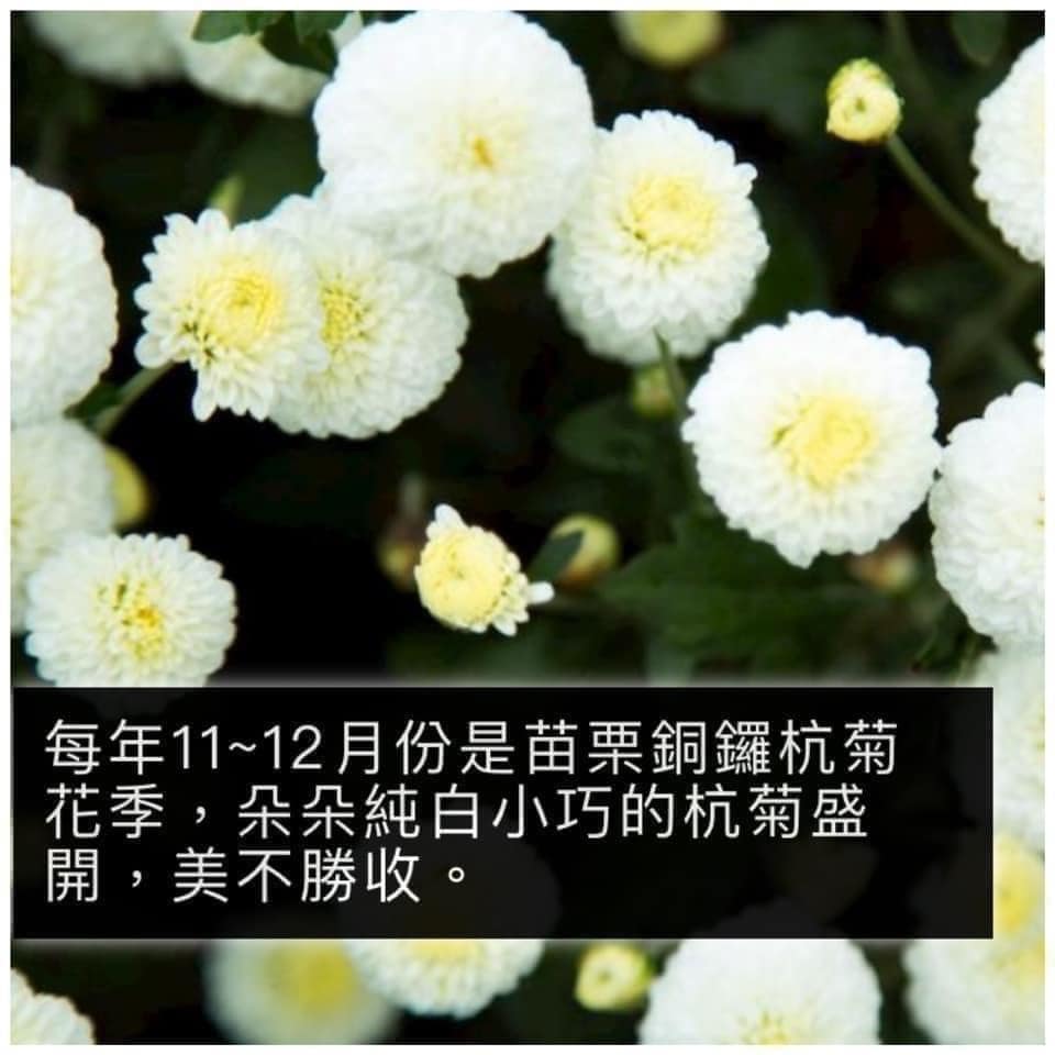 【梁山水泊】手摘無毒黃金杭菊花/手摘無毒白雪杭菊花