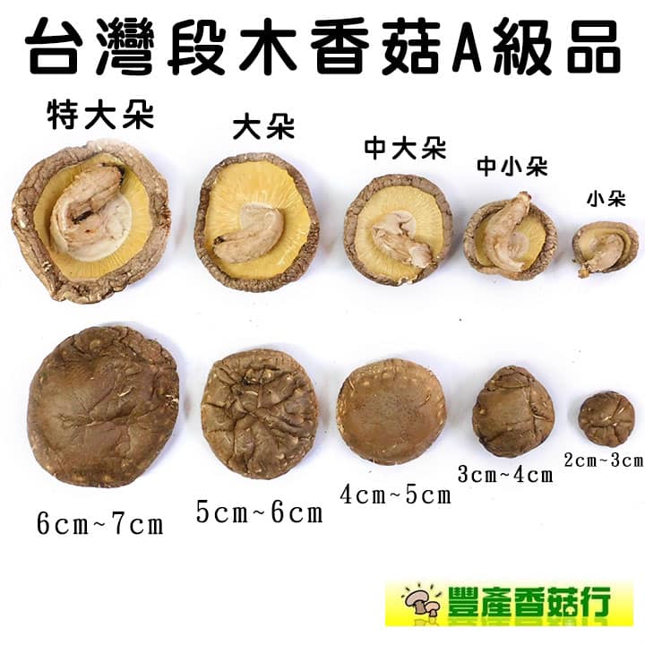 《南投仁愛鄉》特大朵台灣椴木花菇