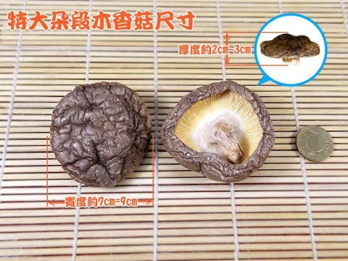 《南投仁愛鄉》特大朵台灣椴木花菇