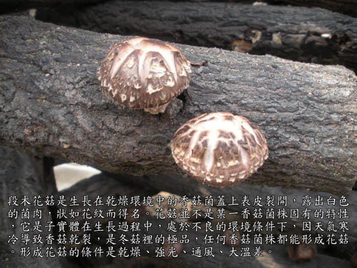 《南投仁愛鄉》特大朵台灣椴木花菇