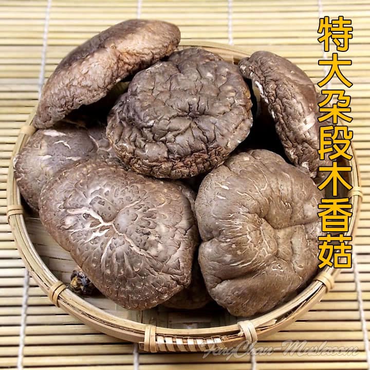 《南投仁愛鄉》特大朵台灣椴木花菇