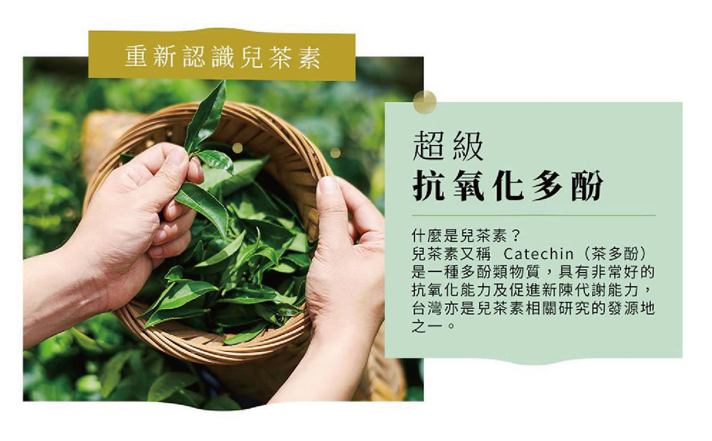 【高速新陳代謝｜30秒冷泡茶】兒茶素綠茶30入