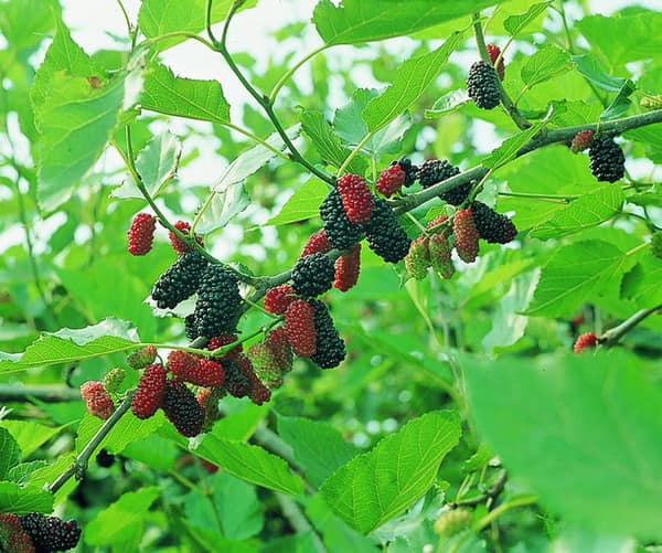 【陳稼莊】有機桑椹果粒醬